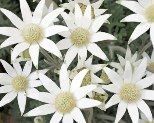 Flannel Flowers Plant paint by number