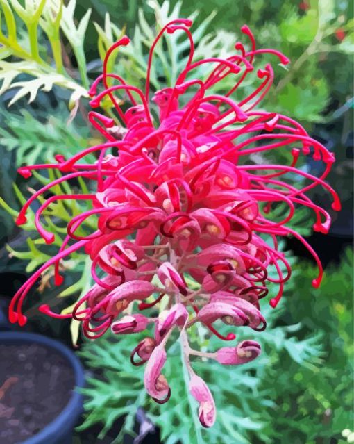 Grevillea Plant paint by number