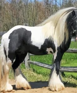 Gypsy Vanner Horse paint by number