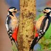 Male And Female Woodpecker paint by number