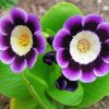 Purple Primula Auricula Flowers paint by number