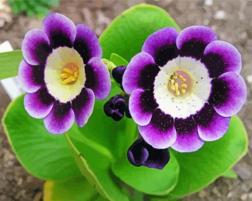 Purple Primula Auricula Flowers paint by number