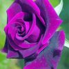 Purple Rose paint by number