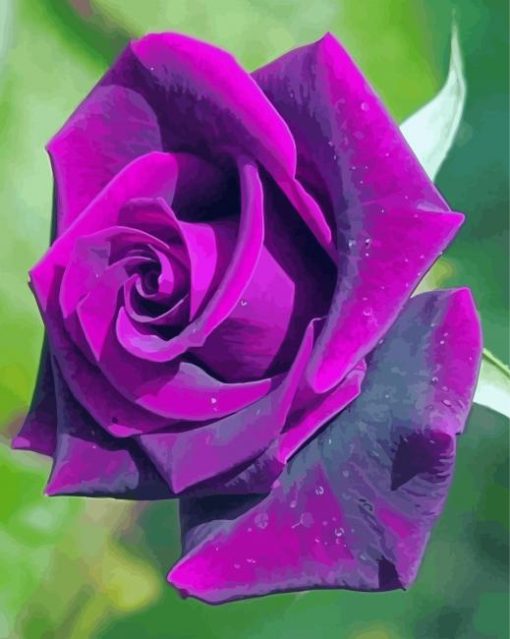Purple Rose paint by number