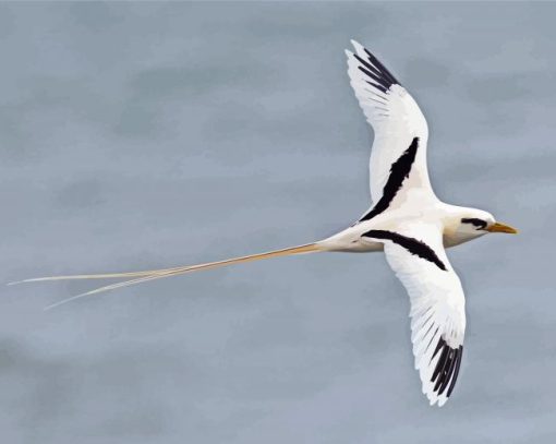 Red Tailed Tropicbird paint by number