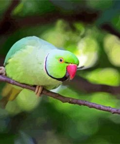 Rose Ringed Parakeet paint by number