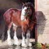 Shire Horse paint by number