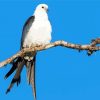 Swallow Tailed Kite On Stick paint by number