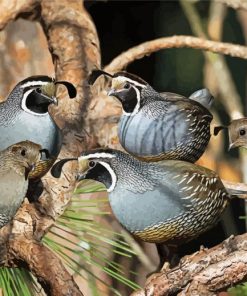 The California Quails paint by number