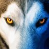 Yellow Wolf Eyes paint by number