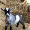 Adorable Pygmy Goat paint by number