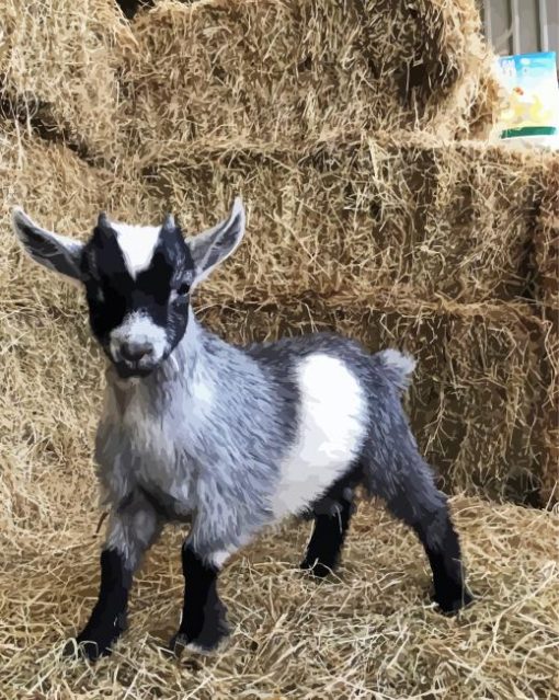 Adorable Pygmy Goat paint by number