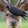 Aesthetic Crow Deer paint by number