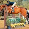 Aesthetic Hunter Jumpers paint by number