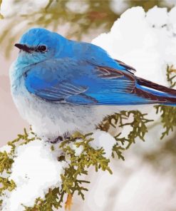 Aesthetic Mountain Bluebird paint by number
