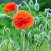 Aesthetic Orange Poppy paint by number