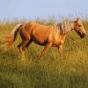 Aesthetic Tan Horse paint by number
