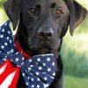 Aesthetic Black Lab With Flag paint by number