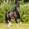 Black English Plow Horse paint by number