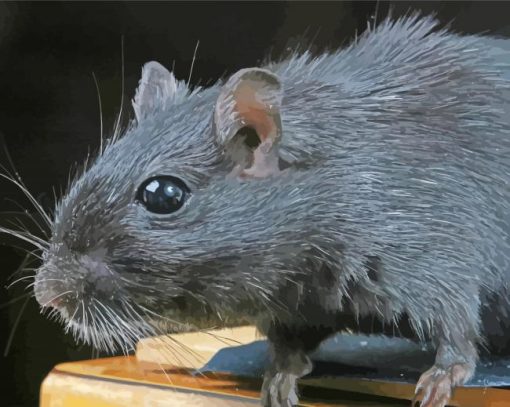 Black Hairy Rat paint by number