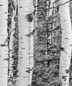 Black And White Landscapes With Birch Trees paint by number