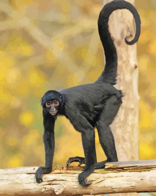 Black Spider Monkey Tail Paint by number