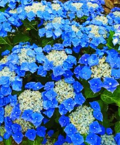 Blue Blue Hydrangeas paint by number