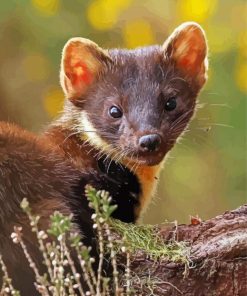 Brown Marten Animal paint by number