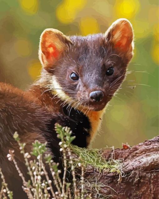 Brown Marten Animal paint by number