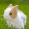 Cute Baby Rabbit Paint by number