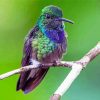 Cute Purple Hummingbird paint by number