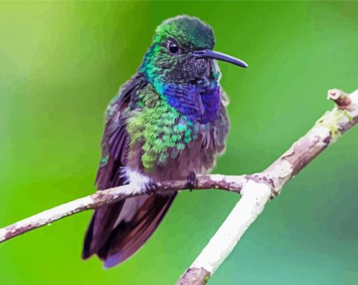 Cute Purple Hummingbird paint by number
