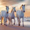 Horse Beach Illustration paint by number