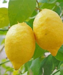 Lemon Fruit Tree paint by number