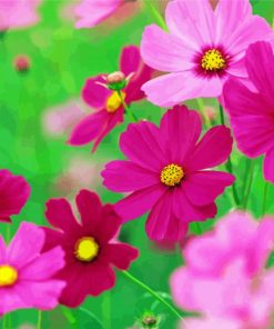 Pink Summer Flowers paint by number