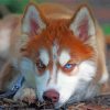 Red And White Husky Dog paint by number