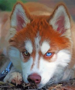 Red And White Husky Dog paint by number