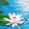 White Flower On Water paint by number