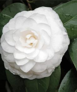 White Camellia Flower paint by number