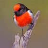 Aesthetic Red Capped Robin Bird paint by number