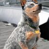 Australian Cattle Dog Sitting paint by number
