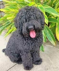 Black Labradoodle paint by number