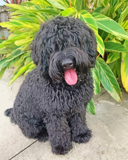 Black Labradoodle paint by number