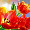 Blooming Orange Tulips Paint by number