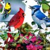 Cardinal And Blue Jay Birds Art paint by number