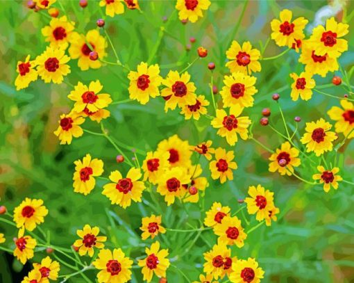 Coreopsis Plants paint by number