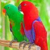 Eclectus Parrots Birds paint by number