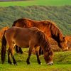 Exmoor Pony Landscape paint by number