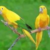 Golden Conures Birds paint by number
