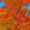 Golden October Trees paint by number